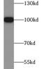 Heat Shock Protein 90 Beta Family Member 1 antibody, FNab03663, FineTest, Western Blot image 