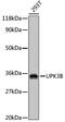 Uroplakin 3B antibody, 18-743, ProSci, Western Blot image 