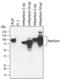 Membrane Metalloendopeptidase antibody, AF1182, R&D Systems, Western Blot image 