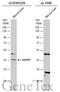 Dual Specificity Phosphatase 1 antibody, GTX101229, GeneTex, Western Blot image 