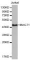 Magnesium Transporter 1 antibody, abx003849, Abbexa, Western Blot image 