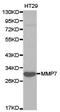 Matrix Metallopeptidase 7 antibody, TA326852, Origene, Western Blot image 