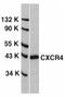 C-X-C Motif Chemokine Receptor 4 antibody, AHP442, Bio-Rad (formerly AbD Serotec) , Immunoprecipitation image 