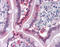 Fatty acid-binding protein, intestinal antibody, 51-388, ProSci, Immunohistochemistry paraffin image 