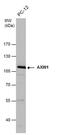 Axin 1 antibody, PA5-29776, Invitrogen Antibodies, Western Blot image 