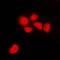 Cyclin Dependent Kinase 1 antibody, orb213710, Biorbyt, Immunofluorescence image 