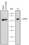 Dual specificity tyrosine-phosphorylation-regulated kinase 2 antibody, MAB5408, R&D Systems, Western Blot image 