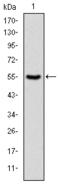 Protein Kinase N2 antibody, orb225059, Biorbyt, Western Blot image 