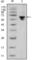 Human IgG antibody, abx015707, Abbexa, Western Blot image 
