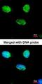 JunB Proto-Oncogene, AP-1 Transcription Factor Subunit antibody, orb14761, Biorbyt, Immunocytochemistry image 