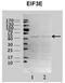 Eukaryotic translation initiation factor 3 subunit E antibody, TA346552, Origene, Western Blot image 