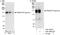 Tripartite Motif Containing 33 antibody, A301-060A, Bethyl Labs, Immunoprecipitation image 