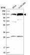 Chromosome transmission fidelity protein 18 homolog antibody, HPA040976, Atlas Antibodies, Western Blot image 