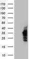 Homeobox protein Nkx-3.1 antibody, TA805190S, Origene, Western Blot image 