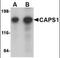 Calcium Dependent Secretion Activator antibody, orb89818, Biorbyt, Western Blot image 