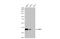Fructose-Bisphosphatase 1 antibody, GTX114401, GeneTex, Western Blot image 
