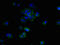 Small Integral Membrane Protein 19 antibody, LS-C379137, Lifespan Biosciences, Immunofluorescence image 