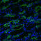Aquaporin 3 (Gill Blood Group) antibody, LS-C229807, Lifespan Biosciences, Immunofluorescence image 