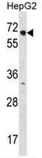 Nuclear receptor subfamily 2 group C member 1 antibody, AP52931PU-N, Origene, Western Blot image 