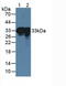 Pulmonary surfactant-associated protein A1 antibody, LS-C314651, Lifespan Biosciences, Western Blot image 