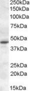 Melatonin receptor type 1A antibody, NBP1-28912, Novus Biologicals, Western Blot image 
