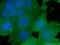 FKBP Prolyl Isomerase Like antibody, 66389-1-Ig, Proteintech Group, Immunofluorescence image 