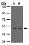 Pc4 antibody, GTX104578, GeneTex, Western Blot image 