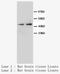 Neuropeptide Y Receptor Y1 antibody, LS-C171931, Lifespan Biosciences, Western Blot image 