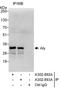 Aly/REF Export Factor antibody, A302-893A, Bethyl Labs, Immunoprecipitation image 
