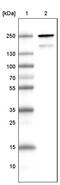 Myosin Binding Protein C, Fast Type antibody, MA5-24633, Invitrogen Antibodies, Western Blot image 