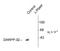 Protein Phosphatase 1 Regulatory Inhibitor Subunit 1B antibody, TA309103, Origene, Western Blot image 