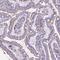 Cathepsin Z antibody, HPA053504, Atlas Antibodies, Immunohistochemistry frozen image 