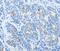 NIMA Related Kinase 10 antibody, PA5-50616, Invitrogen Antibodies, Immunohistochemistry paraffin image 