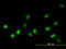 NIMA Related Kinase 11 antibody, LS-C133817, Lifespan Biosciences, Immunofluorescence image 