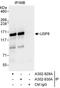 Ubiquitin carboxyl-terminal hydrolase 8 antibody, A302-930A, Bethyl Labs, Immunoprecipitation image 