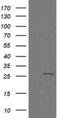 Cilia And Flagella Associated Protein 299 antibody, NBP2-45584, Novus Biologicals, Western Blot image 