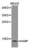 Hepcidin Antimicrobial Peptide antibody, MBS126449, MyBioSource, Western Blot image 