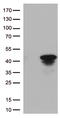 Cathepsin L1 antibody, LS-C796466, Lifespan Biosciences, Western Blot image 