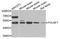 POU Class 5 Homeobox 1 antibody, orb373855, Biorbyt, Western Blot image 