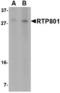 DNA damage-inducible transcript 4 protein antibody, TA306543, Origene, Western Blot image 