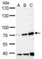 F-Box And WD Repeat Domain Containing 8 antibody, GTX119130, GeneTex, Western Blot image 