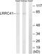 Leucine Rich Repeat Containing 41 antibody, PA5-39224, Invitrogen Antibodies, Western Blot image 