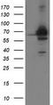 Bifunctional coenzyme A synthase antibody, TA503060S, Origene, Western Blot image 