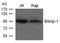 NOC2 Like Nucleolar Associated Transcriptional Repressor antibody, orb226776, Biorbyt, Western Blot image 