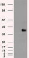 SRY-Box 17 antibody, CF500282, Origene, Western Blot image 
