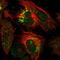 Chromosome 5 Open Reading Frame 30 antibody, NBP2-14416, Novus Biologicals, Immunofluorescence image 