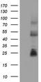 CD8 antibody, CF802079, Origene, Western Blot image 