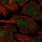 Coiled-Coil Domain Containing 13 antibody, NBP2-14445, Novus Biologicals, Immunofluorescence image 