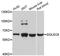 Sialic Acid Binding Ig Like Lectin 8 antibody, A09153, Boster Biological Technology, Western Blot image 