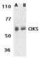 TRAF3 Interacting Protein 2 antibody, TA306088, Origene, Western Blot image 
